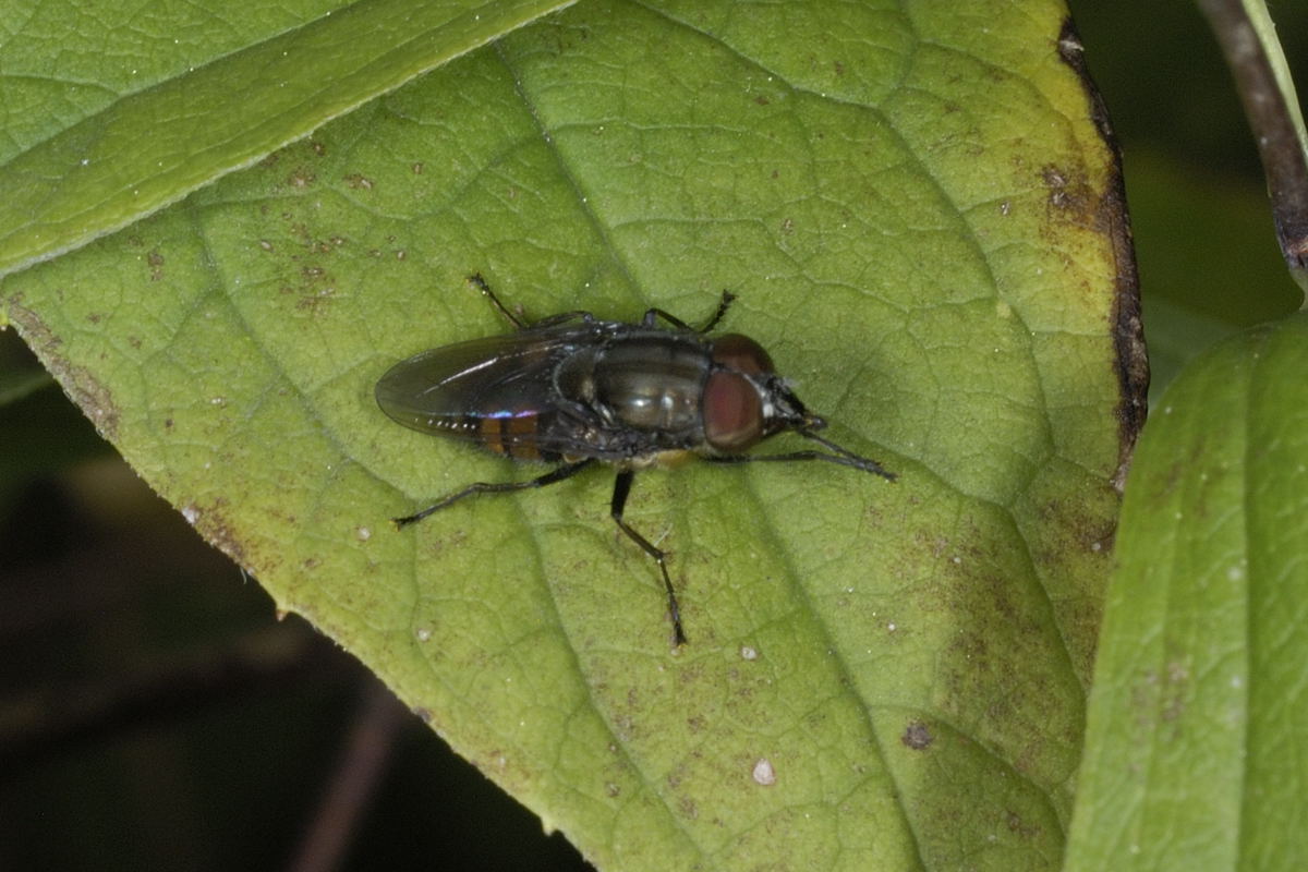 Stomorhina lunata (Calliphoridae)