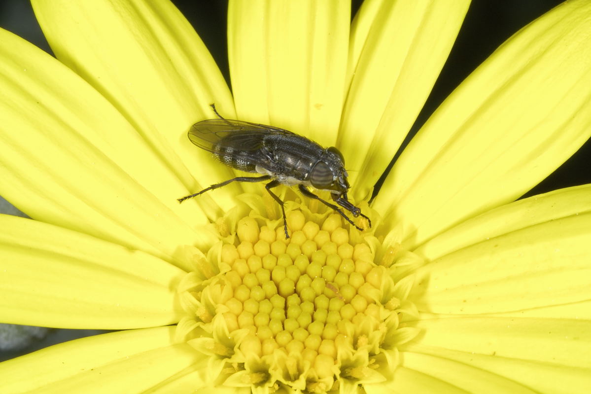 Stomorhina lunata (Calliphoridae)