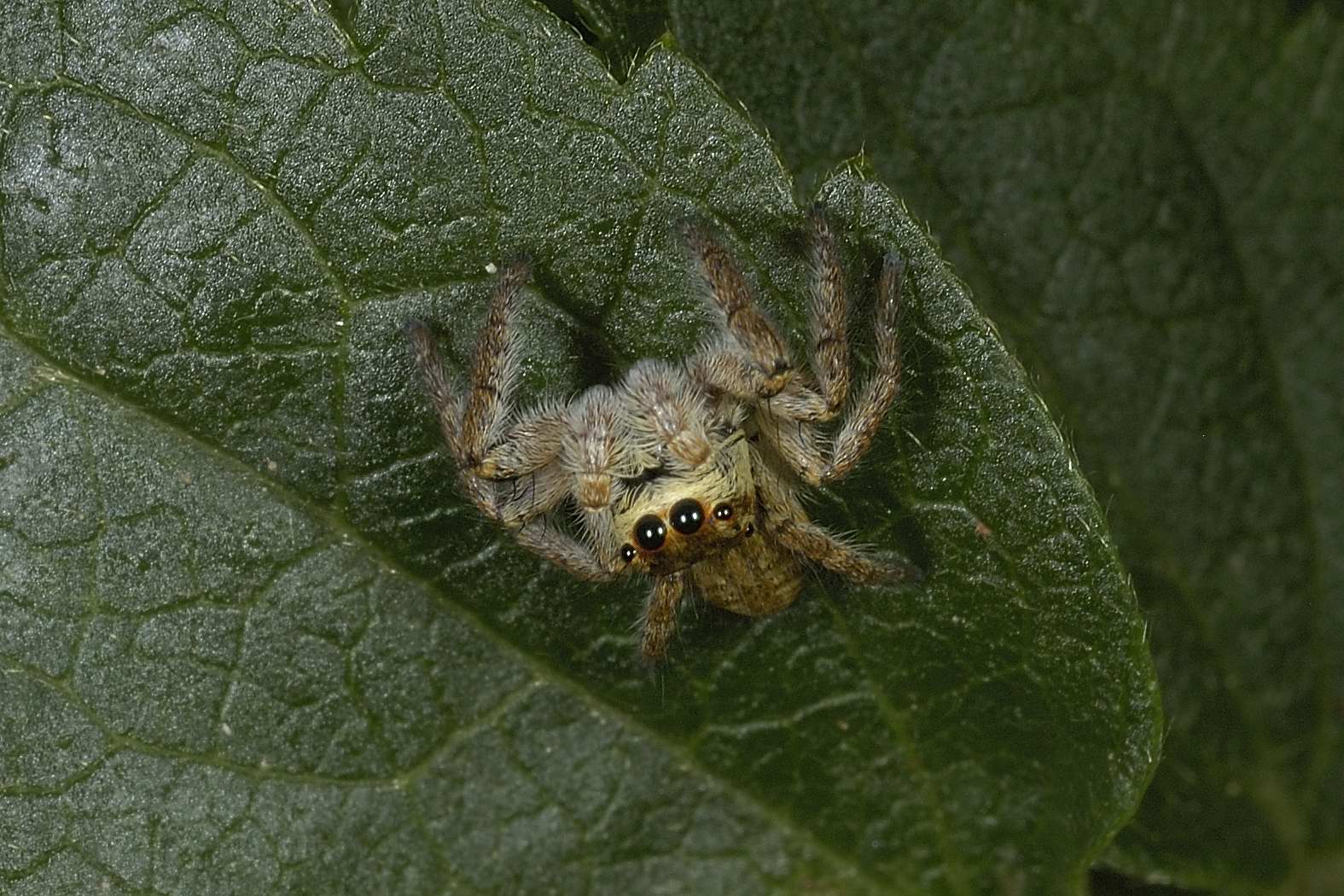 Carrhotus xanthogramma; Marpissa pomatia - Civita Castellana