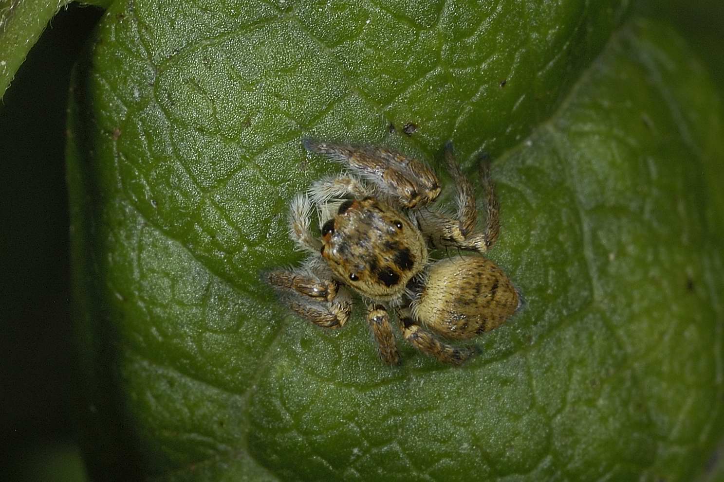 Carrhotus xanthogramma; Marpissa pomatia - Civita Castellana