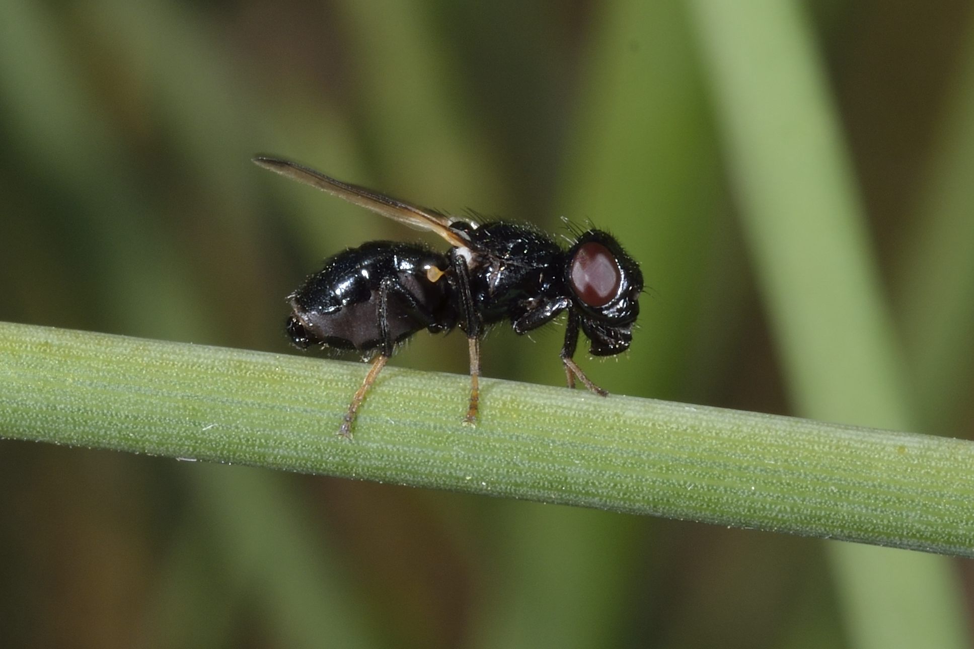 Ulidia apicalis (Ulidiidae)