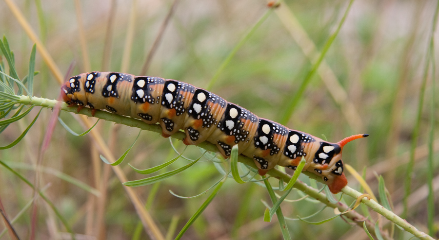 Bruco da identificare - Hyles euphorbiae