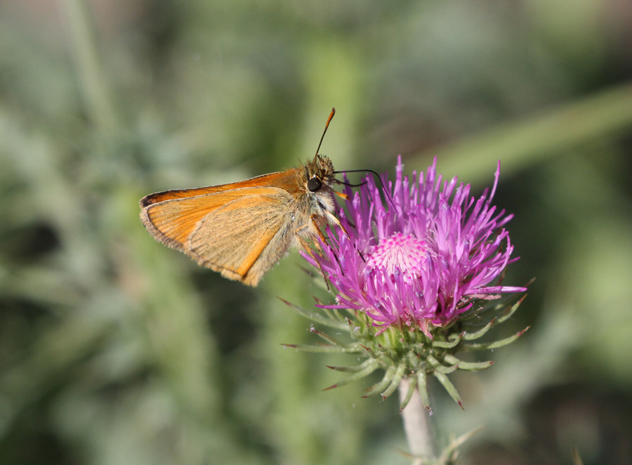 farfalla da identificare - Ochlodes sylvanus