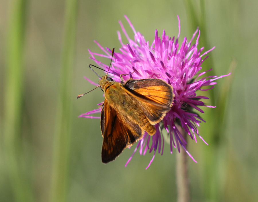 farfalla da identificare - Ochlodes sylvanus