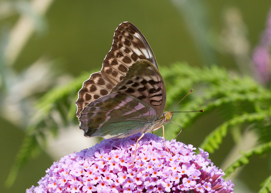 farfalla da identificare - Argynnis paphia  f. valesina