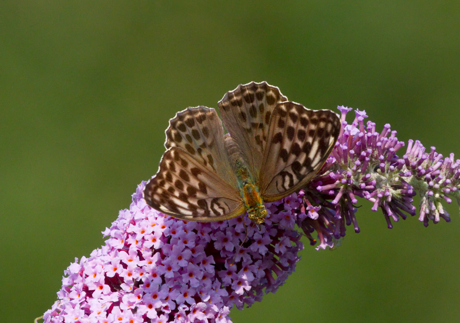 farfalla da identificare - Argynnis paphia  f. valesina