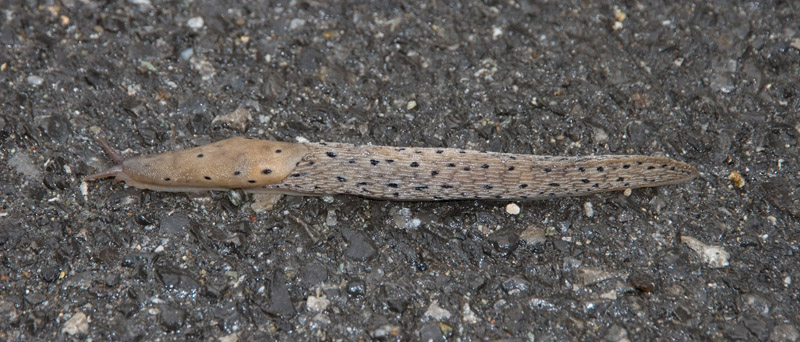 Limax punctulatus o redii da Esino Lario (LC)