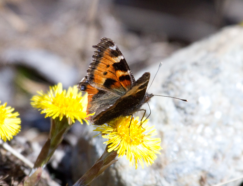 farfalla d''alta quota da id - Aglais urticae