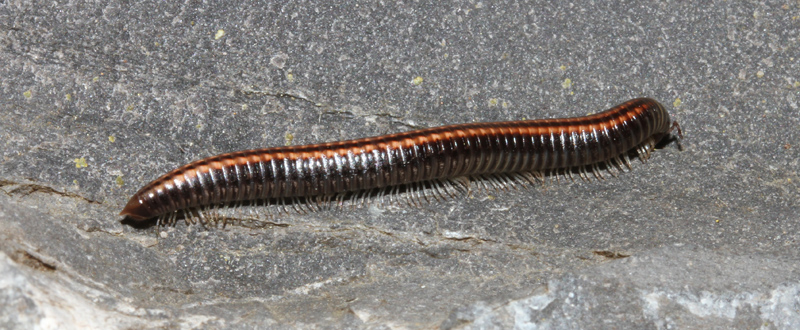 Ommatoiulus sabulosus (Diplopoda Julidae)