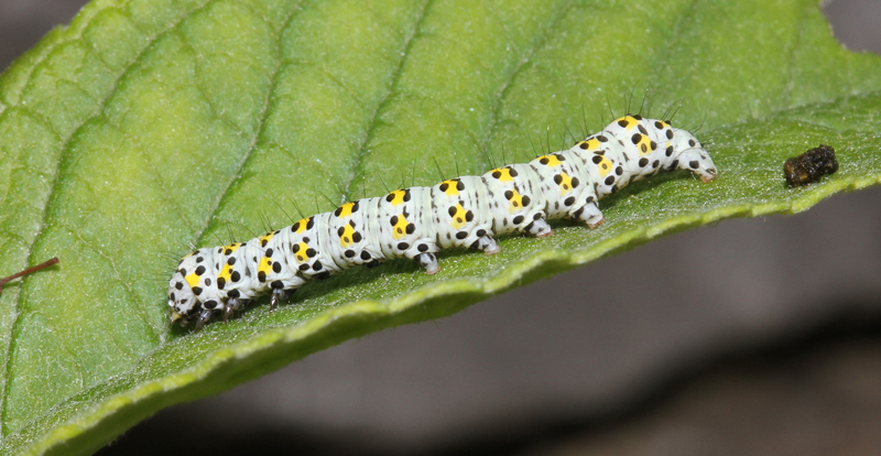 Bruco da identificare - Cucullia (Shargacucullia) verbasci