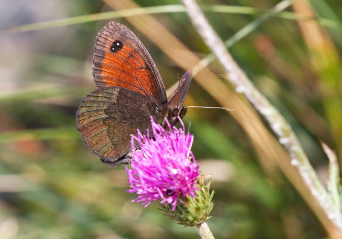 Aiuto identificazione Erebia - Erebia styx