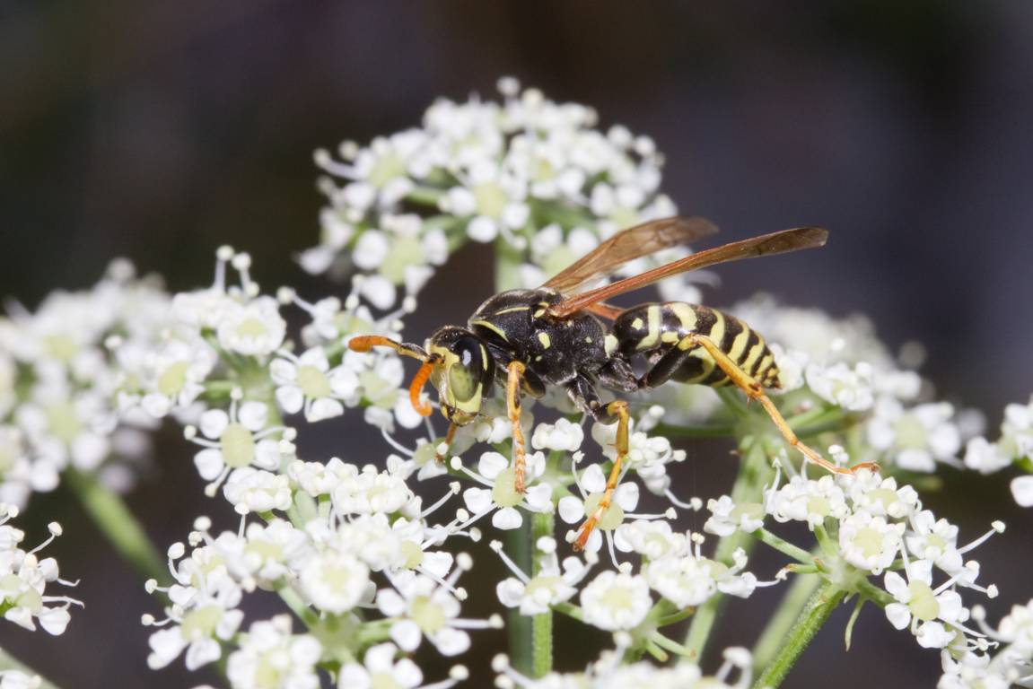 Maschio di Polistes da determinare