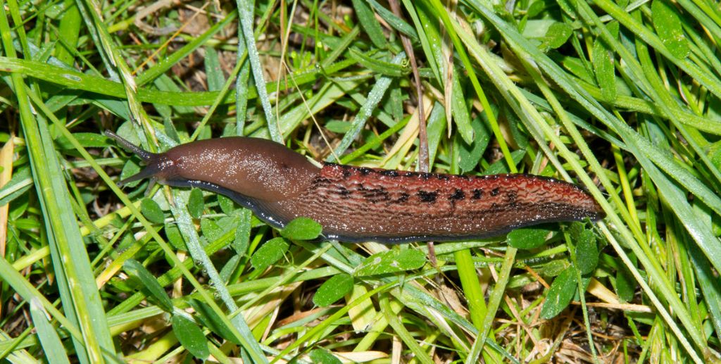 Limax dacampi da Vendrogno (LC)