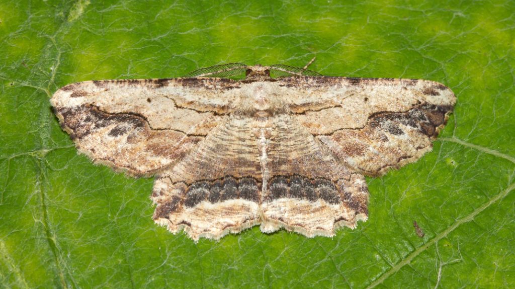 da identificare - Menophra abruptaria, Geometridae