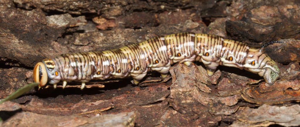 Grosso bruco da identificare - Sphinx pinastri, Sphingidae