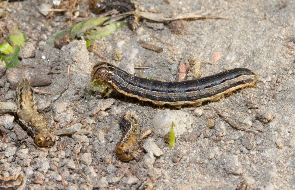 invasione di bruchi: Mithymna unipuncta