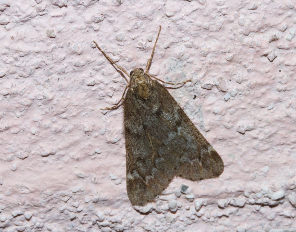 da identificare 1 - Alsophila aescularia, Geometridae