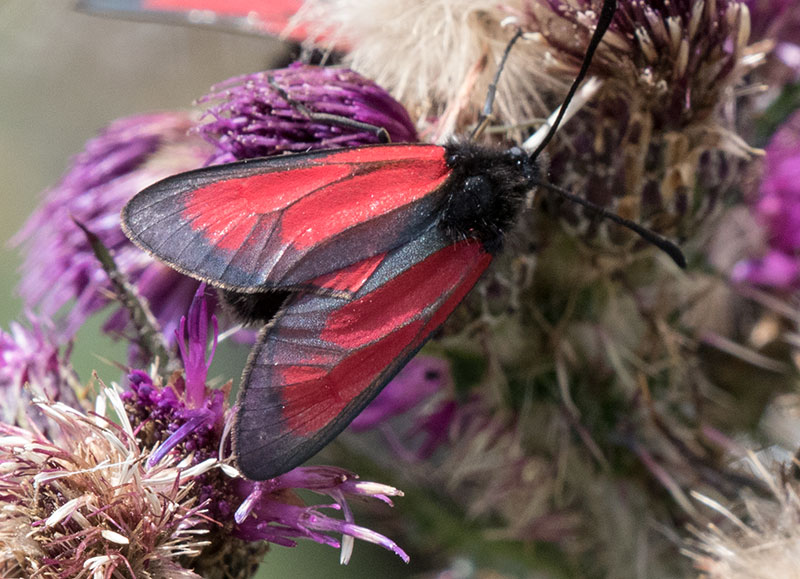 Zygaena da determinare