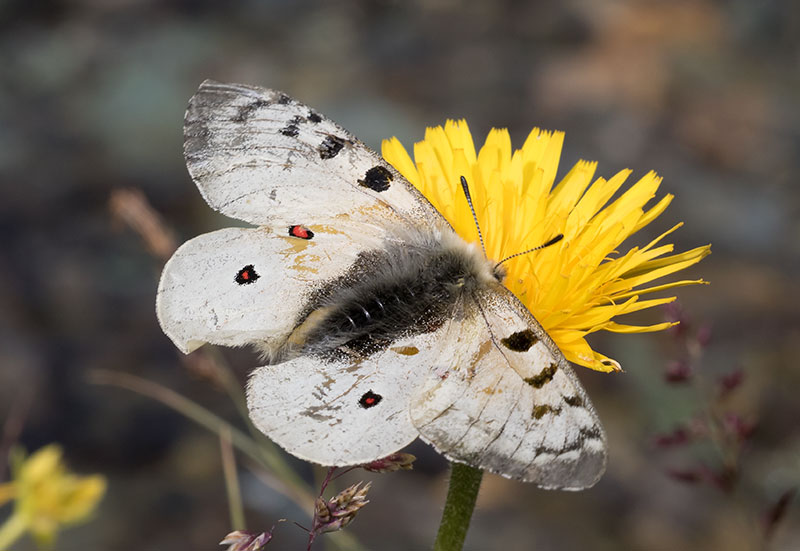 Parnassius phoebus