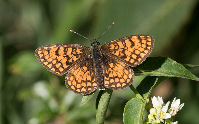 Melitaea da identificare - M. nevadensis e M. phoebe