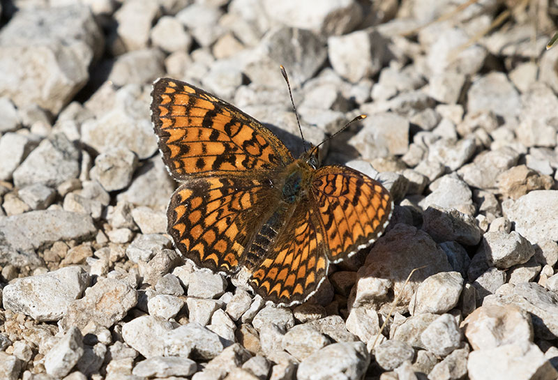 Melitaea da identificare - M. nevadensis e M. phoebe