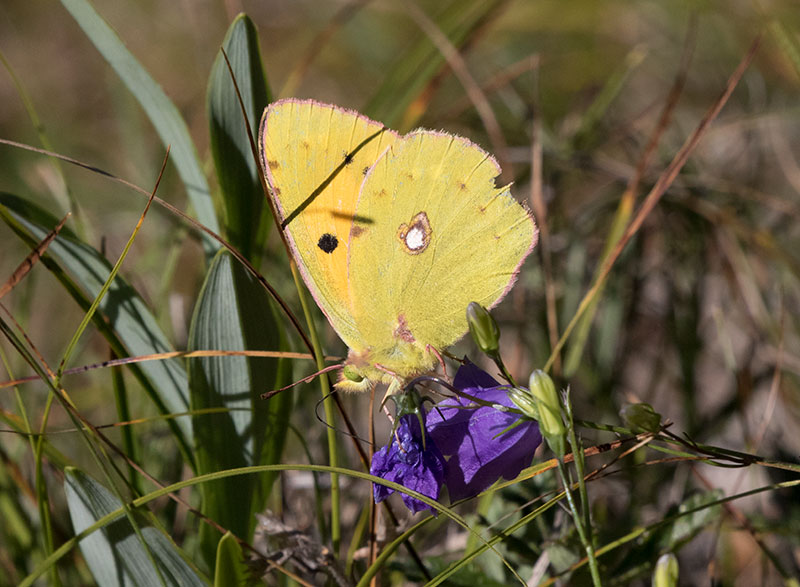 Colias? Colias crocea, Pieridae