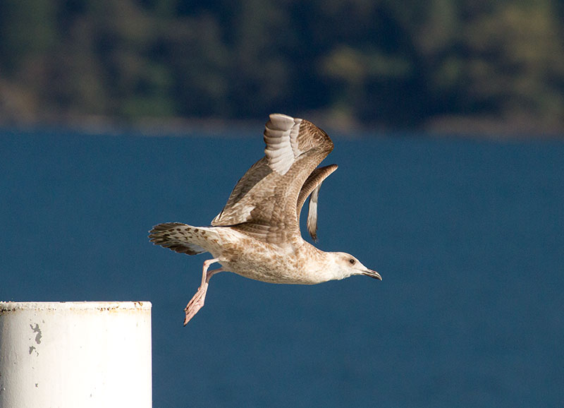 Gabbiani reali  zampe rosse:  cfr. gabbiano reale nordico (Larus argentatus)