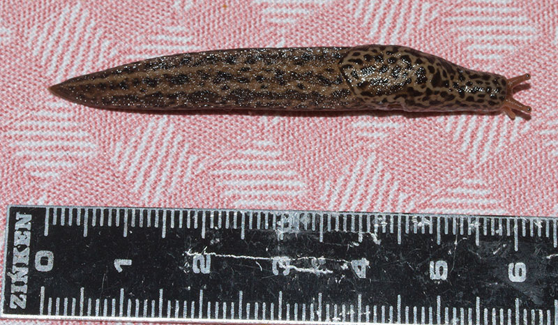 Limax maximus (da confermare)