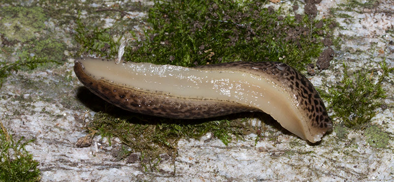 Limax maximus (da confermare)