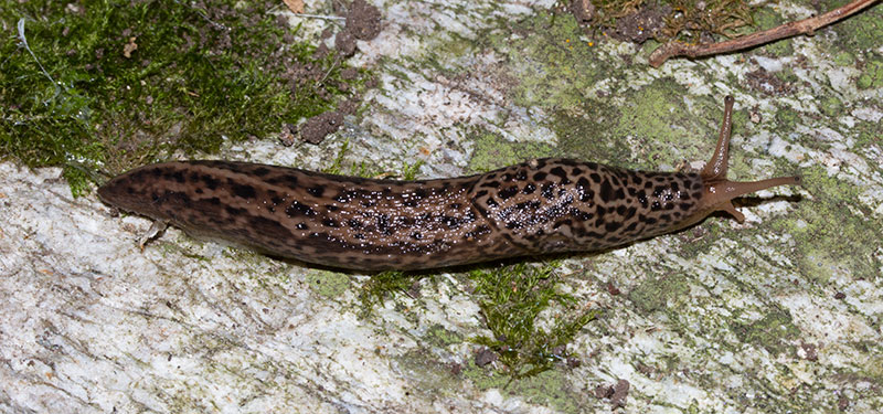 Limax maximus (da confermare)