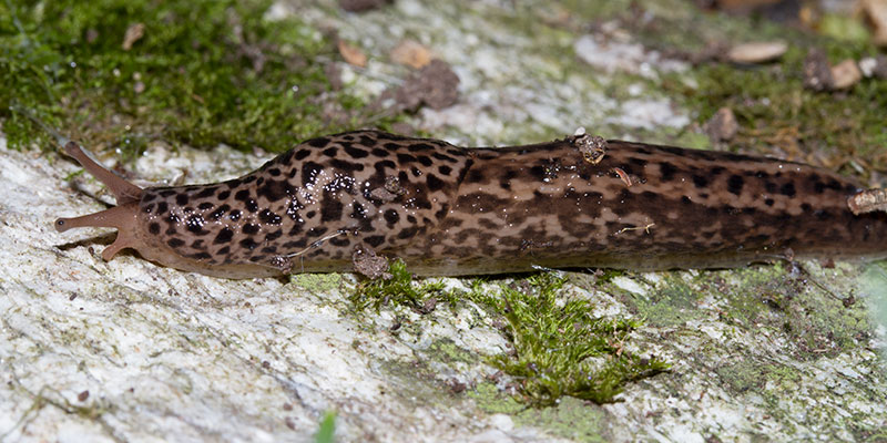 Limax maximus (da confermare)