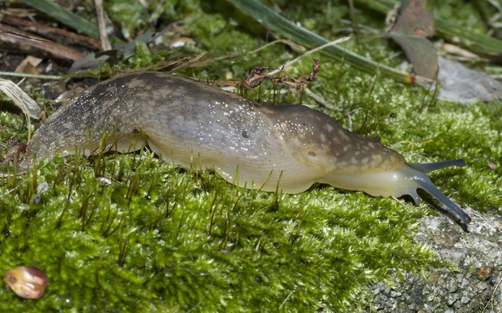 ancora Limaccia da identificare