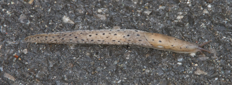 Limax punctulatus o redii da Esino Lario (LC)