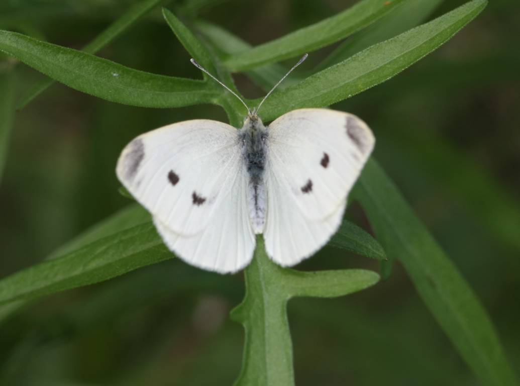 da identificare - Pieris rapae