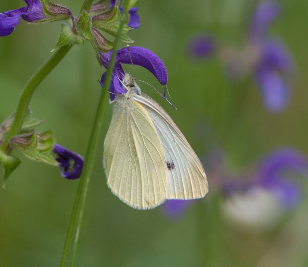 da identificare - Pieris rapae