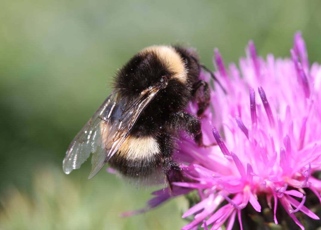 Bombus cfr. lucorum