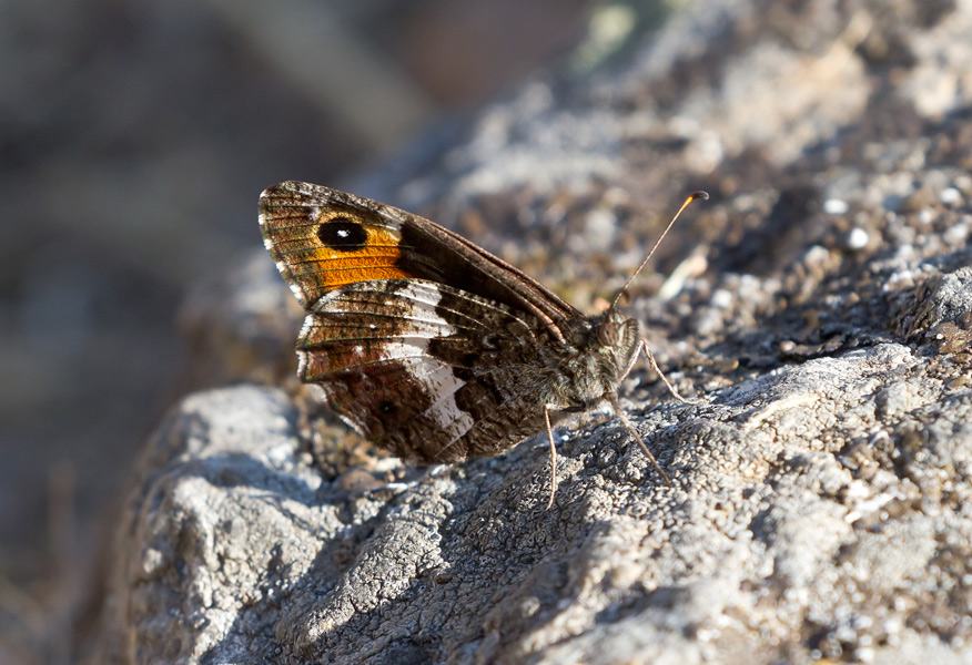 altra specie dalla Corsica da identificare: Hipparchia (Hipparchia) neomiris - Nymphalidae