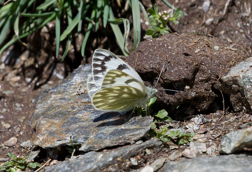 Pontia callidice - Pieridae