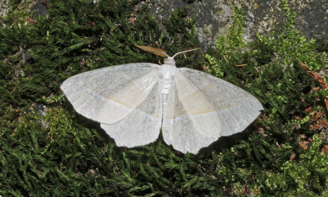 falena da identificare - Campaea margaritaria