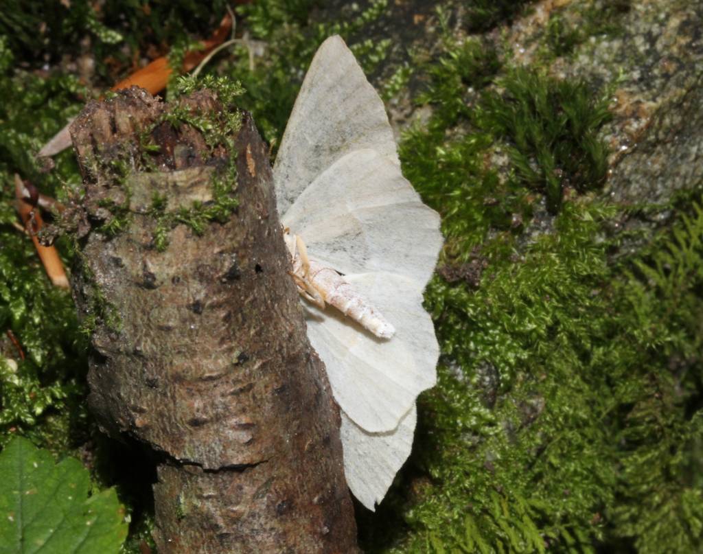 falena da identificare - Campaea margaritaria