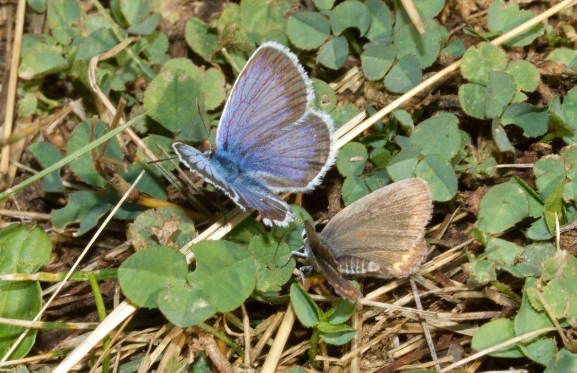 Plebejus argus?