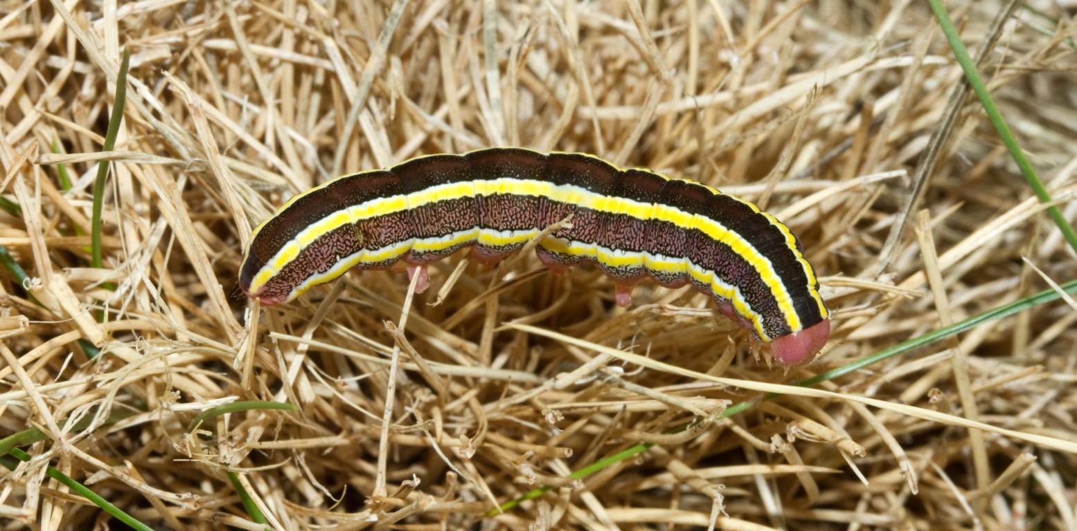 altro bruco da identificare - Ceramica pisi