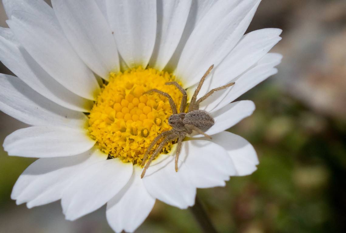 Philodromidae alpino