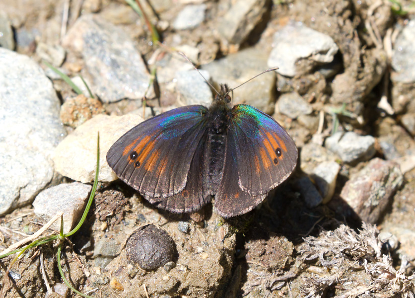 Erebia da confermare. Cfr. Erebia tyndarus - Nymphalidae