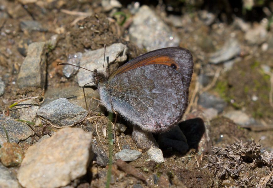 Erebia da confermare. Cfr. Erebia tyndarus - Nymphalidae