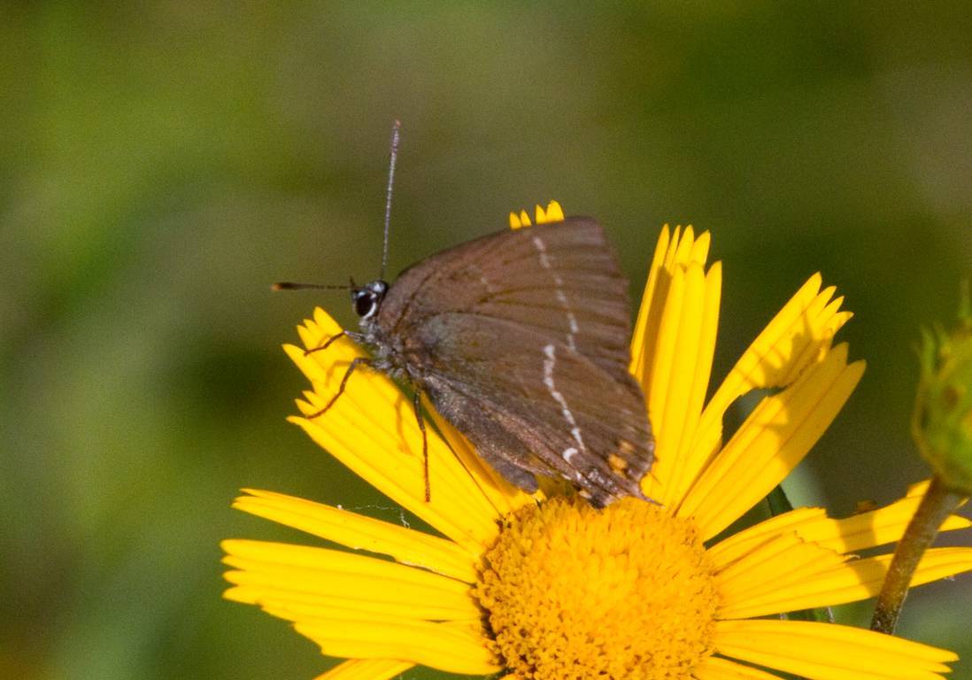 Satyrium acaciae?