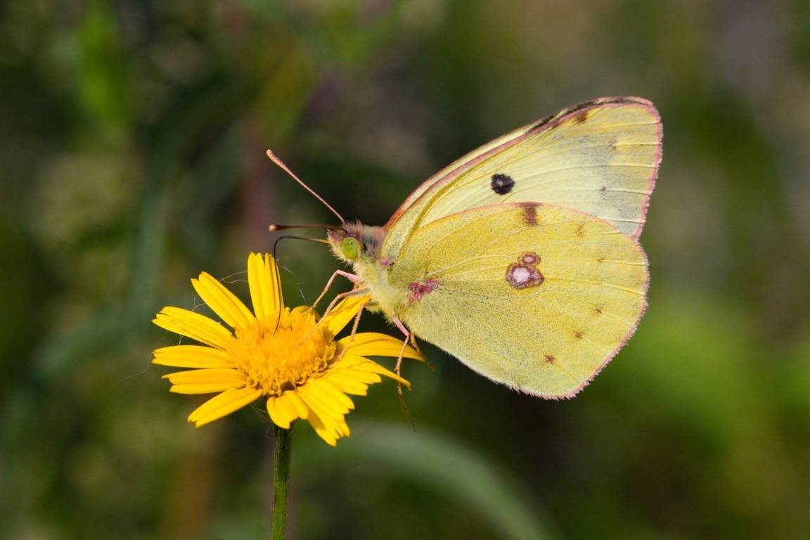 Colias alfacariensis? S