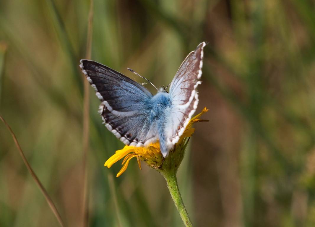 da determinare - Polyommatus (Lysandra) coridon