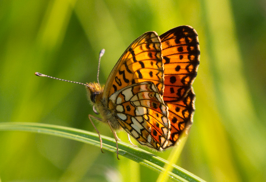 da indentificare - Boloria (Clossiana) selene