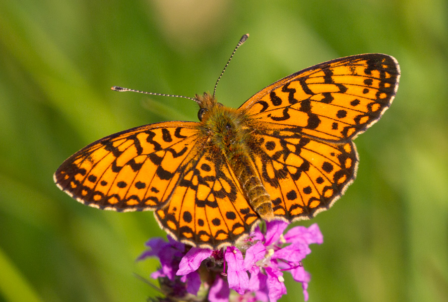 da indentificare - Boloria (Clossiana) selene